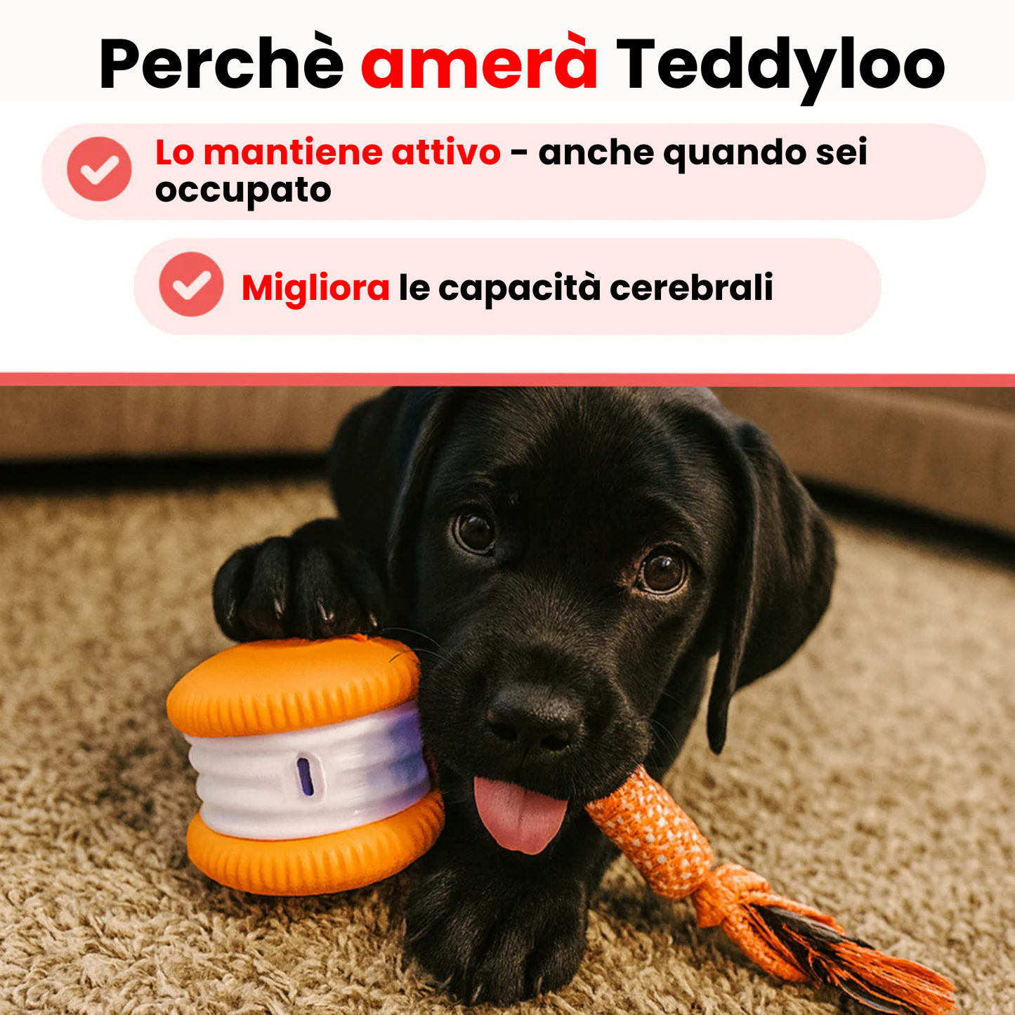 Teddyloo™ – Gioco Interattivo per la stimolazione 3.0